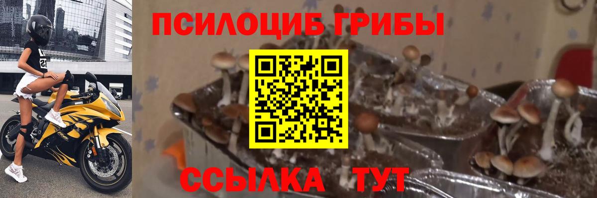 Галлюциногенные грибы Cubensis Родники